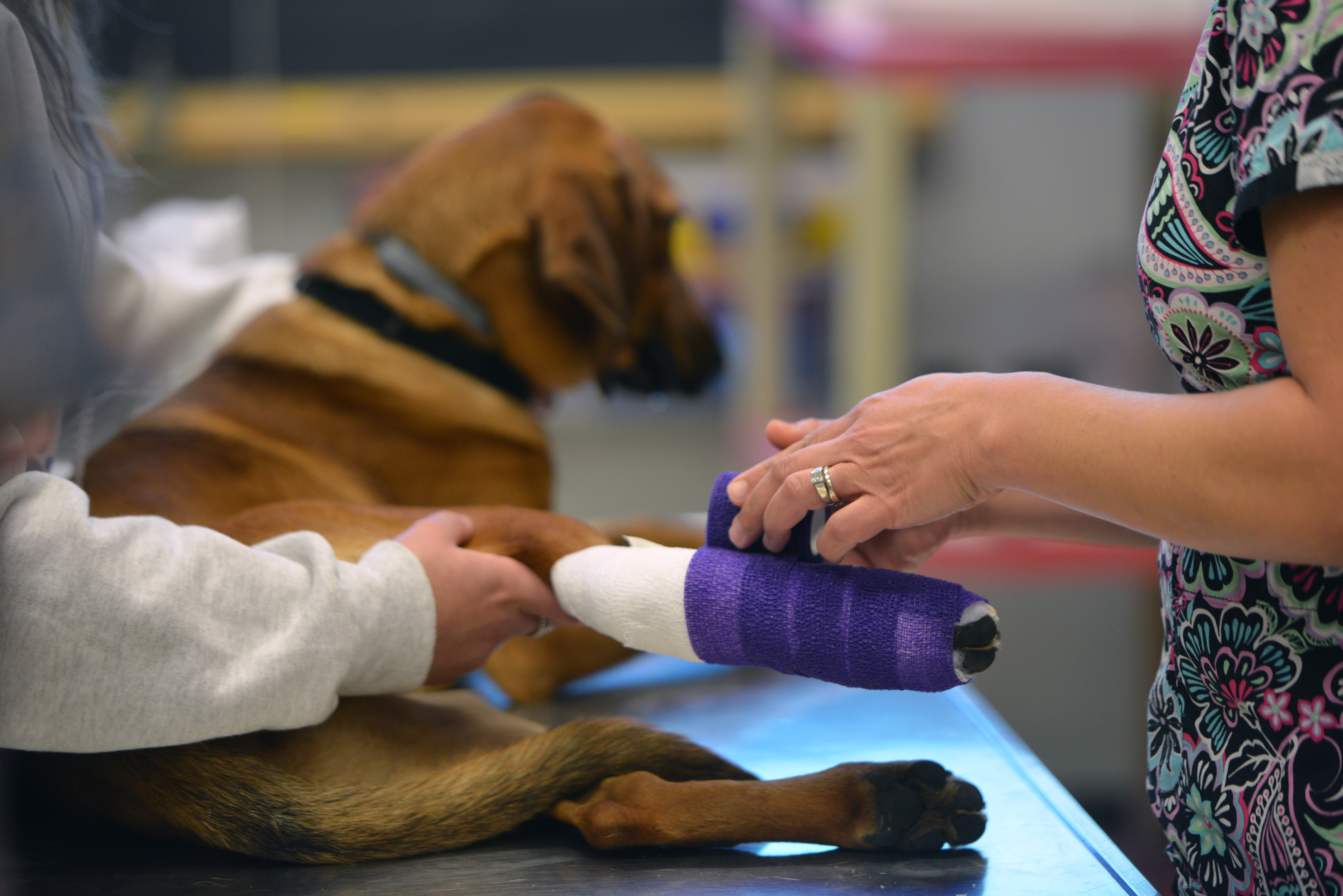 A brown dog has a cast applied to its foot